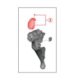 Shimano Ốc tay lắc ST-R8000 Y0DK98030/Y0DL98020 - Ảnh 5